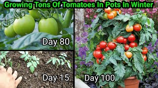 How to grow Tomatoes at home  Full Training from seed to harvest  5 Kg in 1 plant [upl. by Fabien]