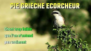 PIE GRIECHE ECORCHEUR son faible chant [upl. by O'Gowan]