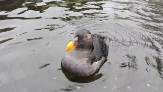 Tufted Puffin Winter Plumage [upl. by Adelric510]