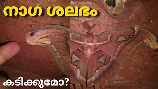 നാഗ ശലഭം  NAGA SHALABHAM  Atlas cobra moth  butterfly  Anish arts [upl. by Jeffie]