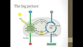 Stages of photosynthesis [upl. by Atidnan]