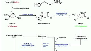 Lipid Biosynthesis  Phospholipid Synthesis 1 Inositols amp Glycerols [upl. by Courtenay]