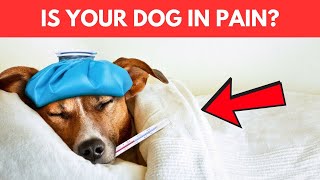 What Can I Give My Dog for Pain  Safe Pain Relief for Dogs [upl. by Willis671]