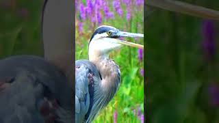 Great Blue Heron is SO THIRSTY and Panting Rapidly Heron Calling Sounds shorts bird [upl. by Dugan]