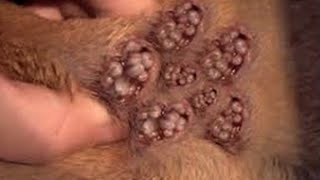 Remove maggot from dog skin  Mangoworms Removal 24 [upl. by Franci]