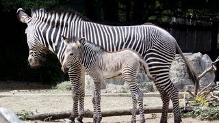 Zebra Braying  At The Denver Zoo [upl. by Adnovaj]