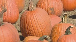 Texas drought impacts are clear at Dewberry Farm [upl. by Lejna]