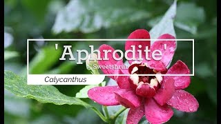 30 Seconds with Aphrodite Sweetshrub [upl. by Ahsikan455]