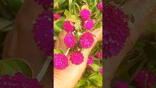 How to care Gomphrena flowering plants to get more flowers so easy ways must growshortvideo 🌿🌸😱🥰😊❤❤ [upl. by Bast]