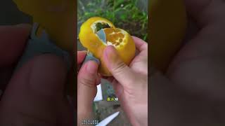 fingertip spinner fruit knife fine tool shorts viral foryou trending [upl. by Yendyc839]