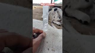 Bloattympani treatment of cow । bloat tympani cow virulshorts [upl. by Nnylamme487]