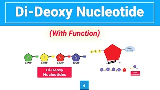 DiDeoxy Nucleotide Animation [upl. by Atteroc]