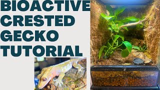 2023 Bioactive Crested Gecko Tutorial [upl. by Amikehs]