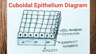 How to Draw Cuboidal Epithelium  Simple Cuboidal Epithelium Diagram [upl. by Babbie648]