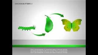 Cocoon Butterfly Diagram for PowerPoint [upl. by Namor497]