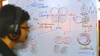 Developmental biology part 2  clevage of zygote polarity and differentiation [upl. by Lupien242]