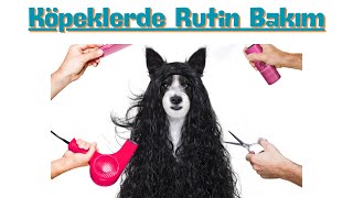 Köpeklerde Rutin Bakım [upl. by Inimak]