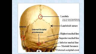 Norma occipitalis of the skull [upl. by Dannica]