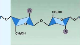 lysozyme enzyme [upl. by Nesta]