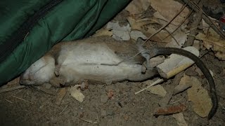 Dangers Of Rodenticide Use And How It Effects Wildlife [upl. by Sivie]