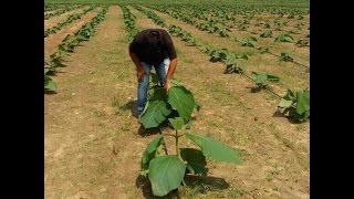 TEAK PLANTS NURSERY [upl. by Krucik]