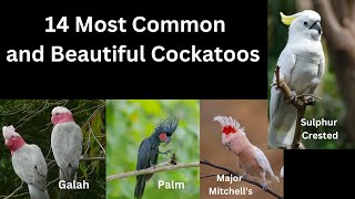 14 Most Common and Beautiful Cockatoos [upl. by Yazbak]