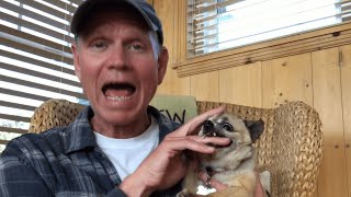 Guy Pets Chihuahua to Relax  Bites Hand [upl. by Butch]