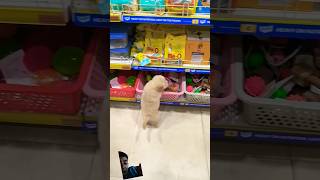 Leo ka baby ke shopping dog puppy doglover shortsviral automobile subscribe trendingshorts [upl. by Sherrod]