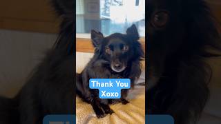 My dog thanks me every day for loving him UnderstandingChangesEverything viralvideo [upl. by Semreh]