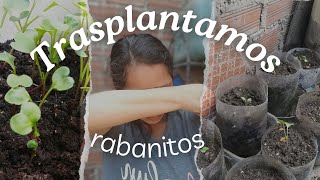 Trasplante de rabanito a las botellas 🌱 [upl. by Akemrej]