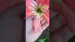 Lily flower my garden ❤️shortvideos shorts tending song [upl. by Patrizius]