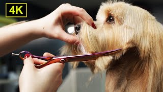 Cute Havanese Dog Grooming 4K Scissors and Clippers Hairstyle [upl. by Tsui]