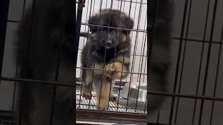 MY PUPPY germanshepherd germanshepherdpuppy doglover dogshorts animals animalshorts pets [upl. by Nivan441]