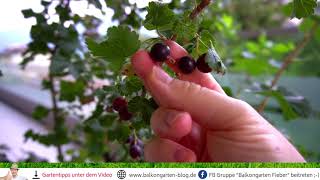 Jostabeeren 😍 ein echter Geheimtipp für den Garten [upl. by Rauscher]