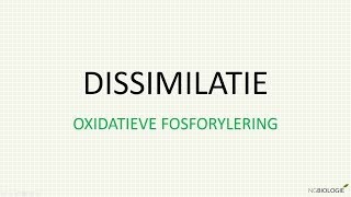 Dissimilatie  oxidatieve fosforylering [upl. by Oigroig]