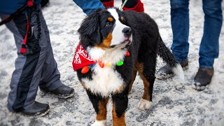 Bernese Mountain Dog Parade Breckenridge Colorado 2022 [upl. by Refinaj548]