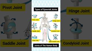 Types Of Joints in The Human Body  Human Body All Joints skeletalsystemanatomyneet shorts [upl. by Leicam586]