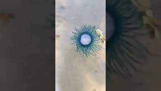 Its a blue button jellyfish porpita porpita in Galveston Texas [upl. by Mersey456]