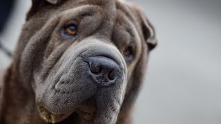 Are There Any Restrictions on Owning a Chinese SharPei [upl. by Leupold238]