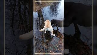 Walking the dogs  walking on ice  arctic  171024c [upl. by Alphonsine791]