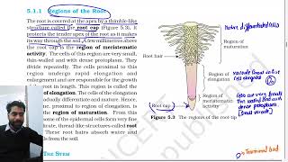 Morphology of flowering plants  Class 11th Biology NCERT chapter 5 line by line explanation [upl. by Clere]