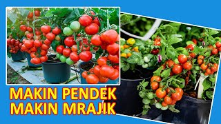 CARA MENANAM TOMAT DALAM POT GAR BERBUAH LEBAT  HOW TO PLANT TOMATOES IN POTS [upl. by Deelaw]