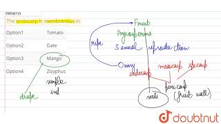 The endocarp is membranous in [upl. by Oruhtra]