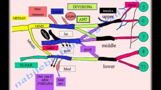 Brachial Plexus anatomy  Everything You Need To Know  Dr Nabil Ebraheim [upl. by Vinaya603]