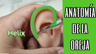 Auriculoterapia Anatomía de la oreja 👂✨ [upl. by Larner]