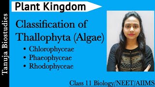 Plant Kingdom  Classification of Thallophyta Algae  Chlorophyceae  Phaeophyceae  Rhodophyceae [upl. by Madancy928]