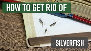 How to Get Rid of Silverfish 4 Easy Steps [upl. by Helali]