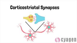 The HTT gene and Huntingtons Disease [upl. by Iow609]