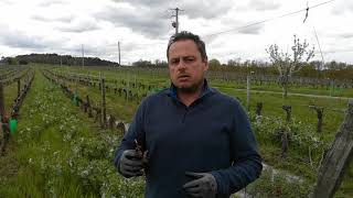 Eric Pozzoli vignerons de Buzet [upl. by Ahcmis]