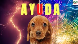 🐶 ¿CÓMO CALMAR A UN PERRO ASUSTADO Y CON ANSIEDAD POR COHETES Y TORMENTAS 🐶 [upl. by Leis868]